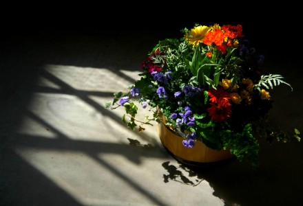 basket of flowers in the sunlight